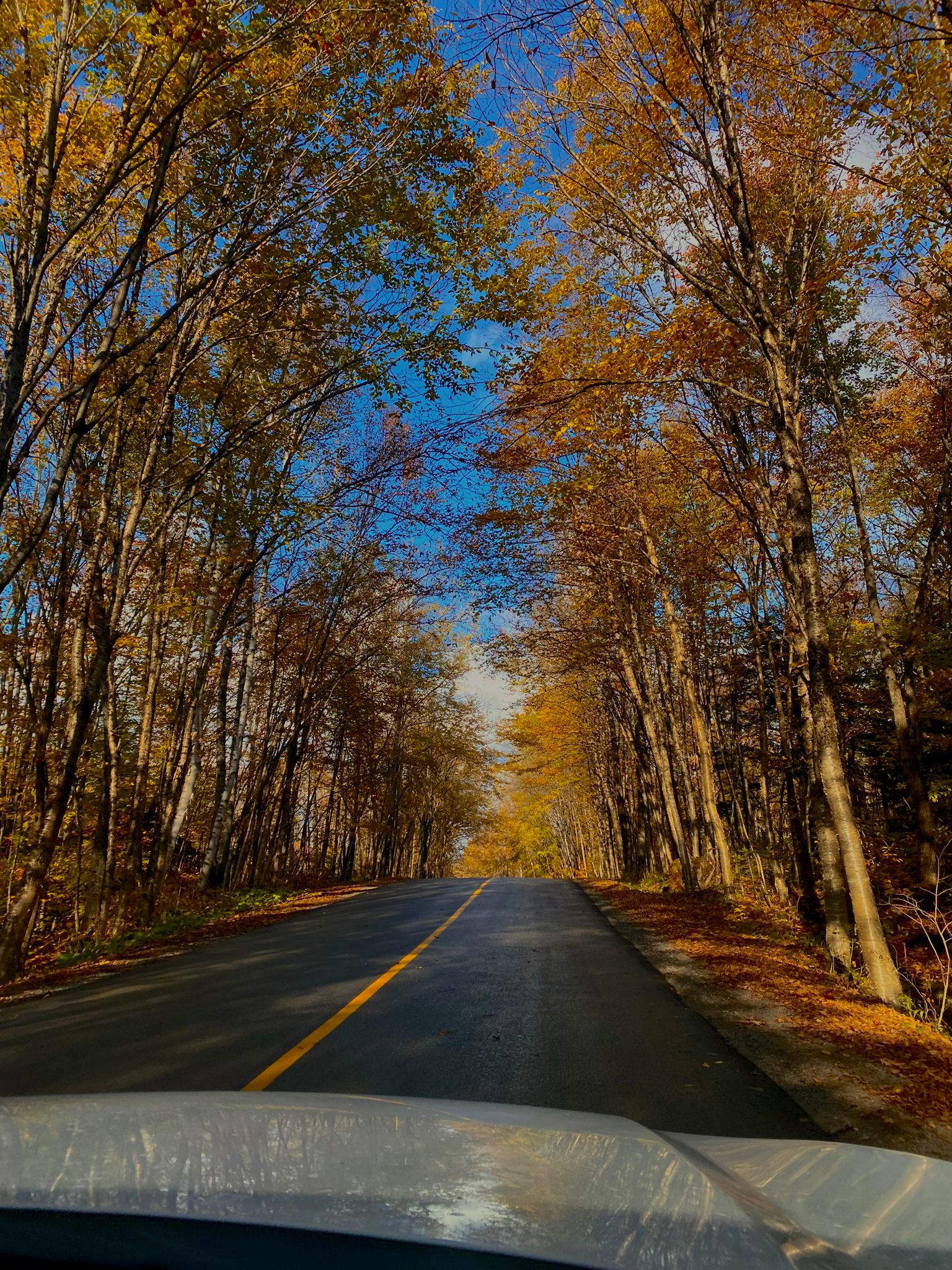 Dans les érablières de la Mauricie