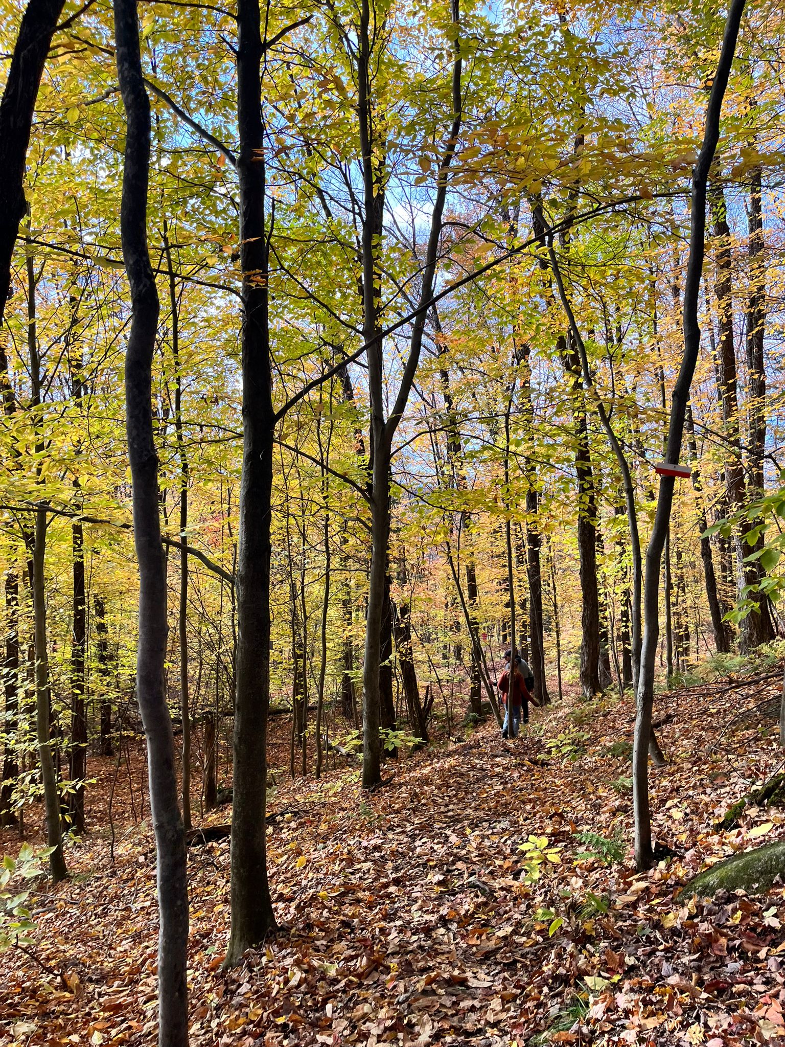 Sur les pentes du mont Otis