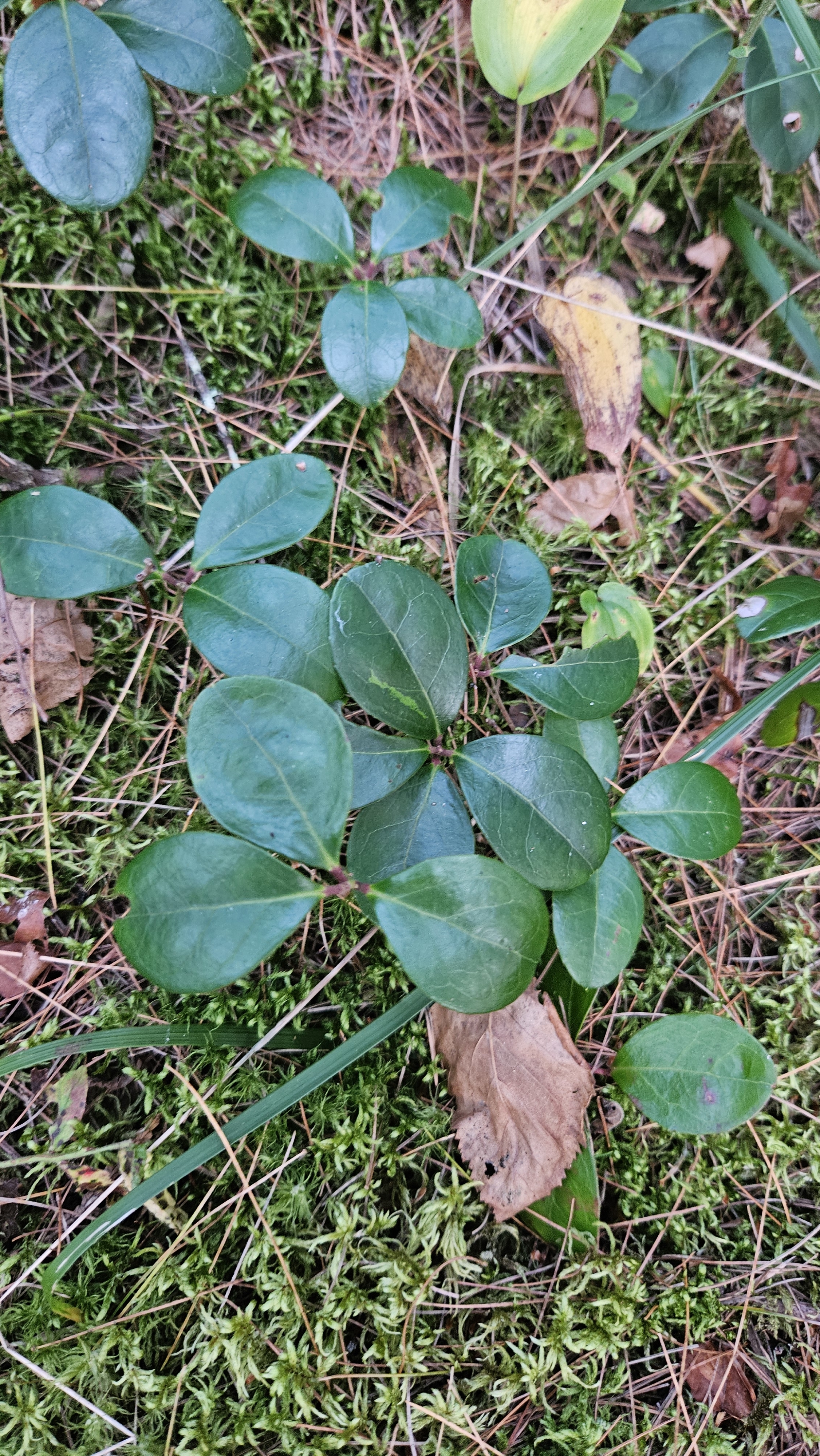 De la Gaulthérie en forêt (pour ceux qui connaissent les huiles essentielles)